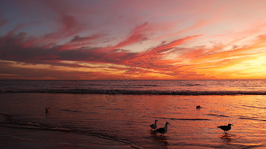 加州夏季海滩美学 金色日落 太平洋海浪上生动的戏剧性云彩 圣莫尼卡流行的度假胜地 美国加利福尼亚州洛杉矶 洛杉矶大气喜怒无常的紫图片