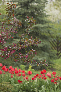 郁金香花在模糊的自然背景上植物季节郁金香花束花园天空场地花店宏观阳光图片