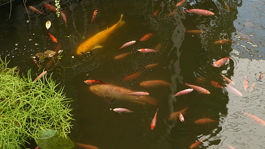 天然绿化背景 充满活力的五颜六色的日本锦鲤鱼在传统的花园湖泊或池塘中游泳 中国花式鲤鱼在水面下 东方财富和好运的象征热带天堂金鱼图片