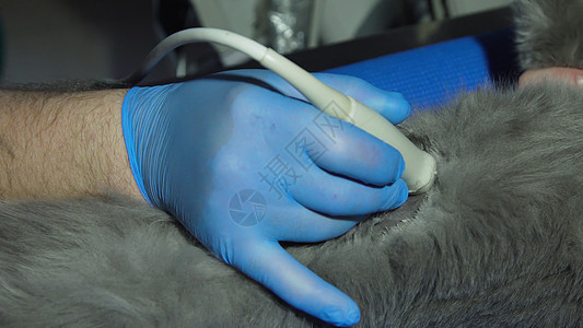 兽医诊所的超声波诊断超声动物宠物技术扫描医生医院考试关心医疗图片