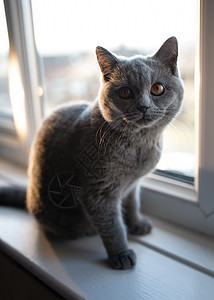 蓝英国短发猫坐在窗边的白色窗户哺乳动物眼睛猫科动物宠物小猫虎斑毛皮窗台图片