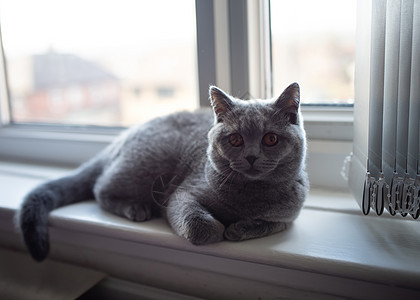 蓝英国短发猫 躺在窗边 看着摄像机 看镜头窗台窗户哺乳动物宠物灰色毛皮毛猫蓝色小猫猫科动物图片