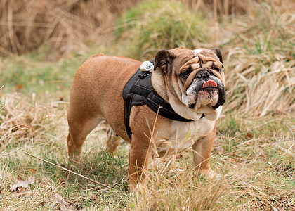 红英语/英国牛犬狗出去散步 坐在草地上观望图片