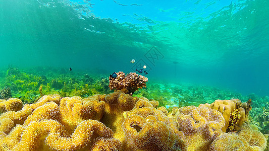 珊瑚礁和热带鱼类 菲律宾旅行海景浮潜蓝色潜水海洋热带鱼珊瑚热带探索图片