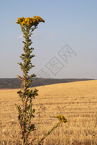 西班牙安达卢西亚景观大麦国家天堂农业干旱速度金子农学天气传统图片