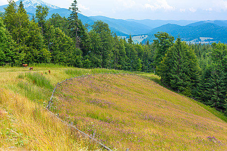 山丘纯自然乡村景观 木原木围栏全景场地日出假期栅栏农村国家顶峰首脑风景图片