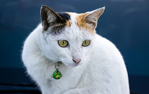 一只带着绿领的白灰猫小狗警觉居住瞳孔睡眠投标眼睛协会鼻子动物图片