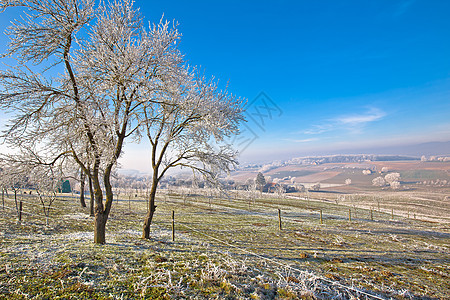 Frost 地貌树木和农业地形图景图片