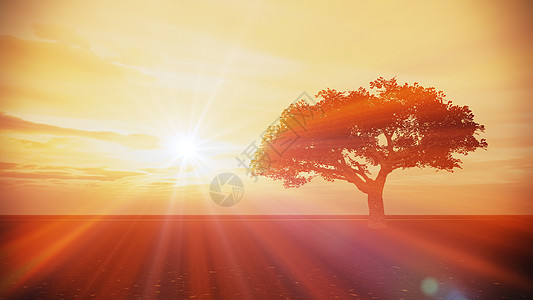 草地上的树插图土地孤独天气射线渲染日落太阳气氛晴天图片