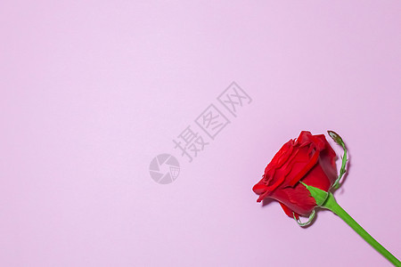 紫背景宏上的红玫瑰礼物白色植物叶子花瓣红色花朵植物群花束粉色图片