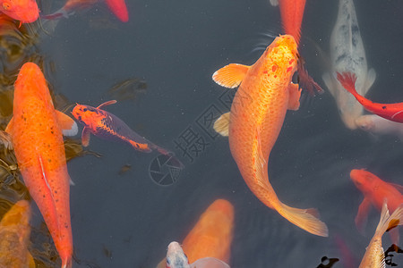 中国五花多彩的鱼 游入整个框架的水面上方白色金子动物鲤鱼红色池塘金鱼水族馆热带游泳图片
