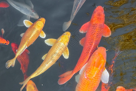 中国五花多彩的鱼 游入整个框架的水面上方橙子水族馆红色鲤鱼游泳金鱼热带金子白色动物图片