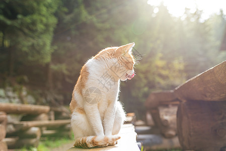 快乐的橙色猫 躺在花园里的长椅上猫咪小猫爪子动物男性哺乳动物姿势情感毛皮太阳图片