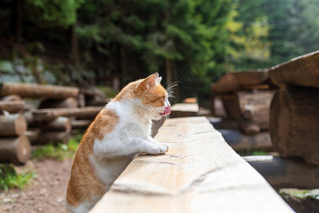 快乐的橙色猫 躺在花园里的长椅上哺乳动物太阳小猫猫咪姿势宠物猫科毛皮情感爪子图片