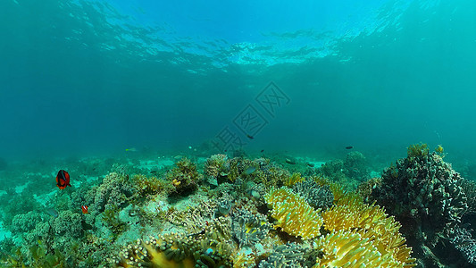 珊瑚礁有鱼在水下 菲律宾场景潜水海洋热带鱼热带环境珊瑚动物浮潜风景图片