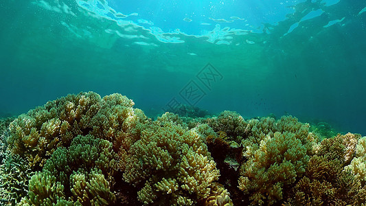 珊瑚礁和热带鱼类 菲律宾探索潜水风景珊瑚礁石景观海洋环境热带鱼热带图片