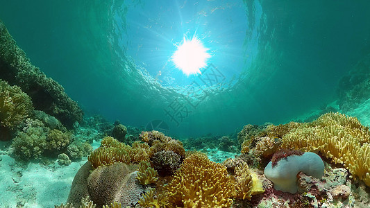 珊瑚礁和热带鱼类 菲律宾浮潜蓝色热带鱼环境海洋热带礁石野生动物景观动物图片