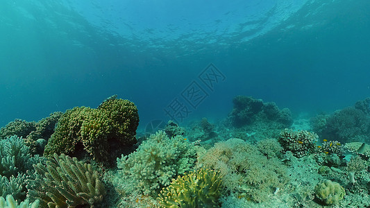 珊瑚礁和热带鱼类 菲律宾动物潜水场景浮潜生活野生动物风景探索理念环境图片