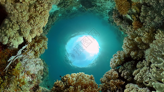 珊瑚礁在水下的世界 菲律宾 注景观理念海洋珊瑚生活海景浮潜热带风景热带鱼图片