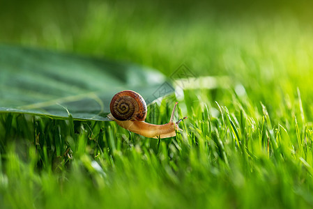 美丽的可爱的蜗牛在草地上与早晨露水野生动物绿色生活热带摄影花园气候生物学日落水滴图片