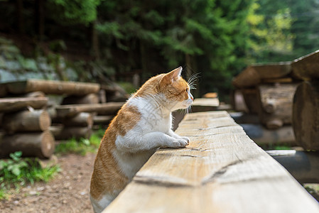 快乐的橙色猫 躺在林子里的长椅上图片