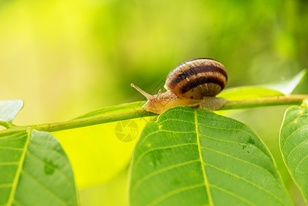 自然界的蜗牛近距离摄影气候热带生物学日落宏观野生动物花园水滴阳光环境图片