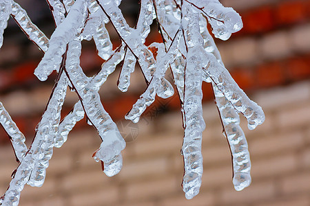 冬天的大树枝冻结冰柱天气火花寒意降雪水晶叶子低温枝条图片
