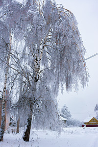 冬天的大树枝植物森林水晶火花低温降雪天气木头叶子蓝色图片