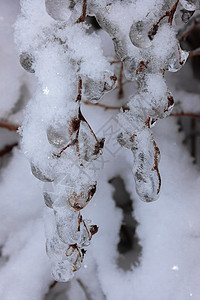 在冬天 沉重的冰冷树枝在冰的重压下垂下图片