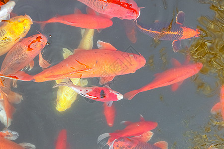 中国五花多彩的鱼 游入整个框架的水面上方水族馆动物鲤鱼红色金子游泳黄色金鱼白色池塘图片