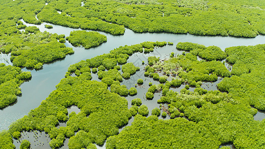 河流生态红树林和河流的空中景象岛屿森林野生动物植物荒野沼泽红树旅行叶子风景背景