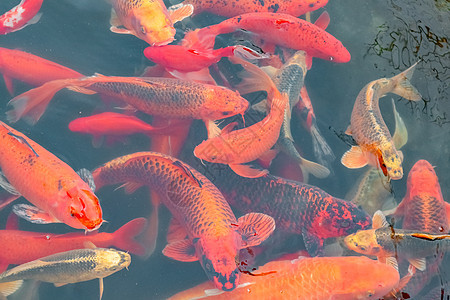 中国五花多彩的鱼 游入整个框架的水面上方黄色鲤鱼金鱼动物水族馆橙子白色池塘金子游泳图片