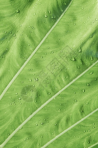 大钙的新鲜叶子植物热带生态液体水滴环境花园植物群雨滴图片