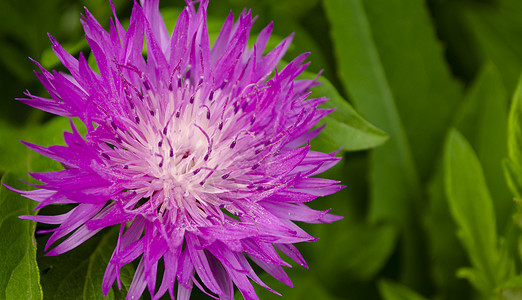 紫色和白色的斯托克斯·阿斯特花朵在绿绿化的模糊背景上拍摄图片