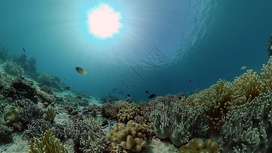 珊瑚礁和热带鱼类 菲律宾动物浮潜热带鱼珊瑚环境海洋探索蓝色风景潜水图片