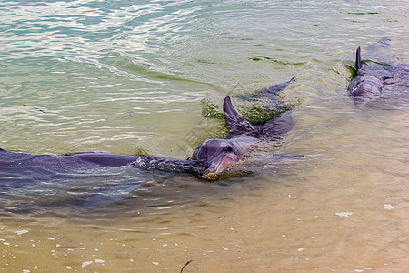 澳大利亚海岸附近的野生海豚海滩 鲨鱼湾 澳大利亚动物牙齿鲨鱼哺乳动物旅行海洋生活眼睛天空蓝色图片
