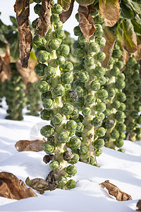 冬季野外带雪的鲜贝芽农村花园季节农场蔬菜生长食物叶子场地收成图片