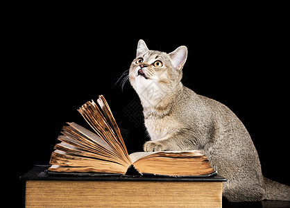 苏格兰直直的中国辣椒坐在一本黑背景的开放书旁 笑声动物教育学习宠物短发猫咪图书馆猫科哺乳动物工作室图片