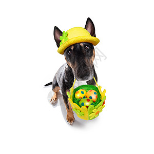 复活节假期带蛋的狗宠物喜悦横幅小狗动物勺子纸板幸福海报卡片图片