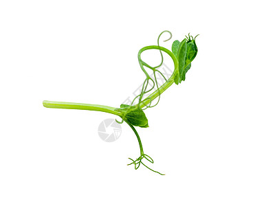 白上孤立的花生豆蔬菜健康饮食来源饮食高架青豆树叶生长厨房食物图片