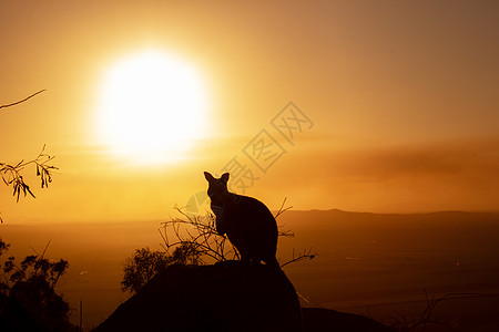 张泉灵一只袋鼠在岩石上的剪影 背景是美丽的日落 动物看向相机 这张照片是在山上拍的 昆士兰州盖布世界国家调配自然界旅游业标签尿素野生动背景