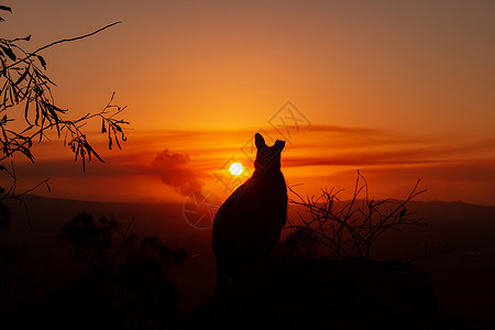 一只袋鼠在岩石上的剪影 背景是美丽的日落 动物看向相机 这张照片是在山上拍的 昆士兰州地景野生动物家庭荒野旅游业地区尿素领地世界图片