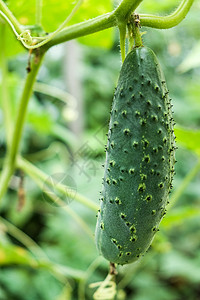 在花园里种植黄瓜 温室黄瓜的生长和开花 满是黄瓜植物的有机温室收成场地食物饮食农场衬套幼苗藤蔓宏观营养图片