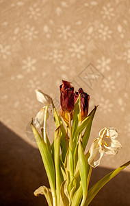 冬日温暖的阳光下 家里有花朵郁金香房间花瓶植物群花园公告装饰房子窗帘太阳风格图片