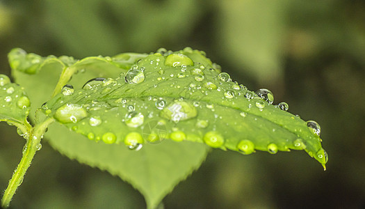 绿叶雨滴热带生活气泡反射液体植物生长花园环境叶子图片