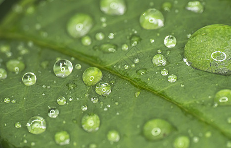 绿叶雨滴生活植物群气泡反射叶子热带艺术液体环境生长图片