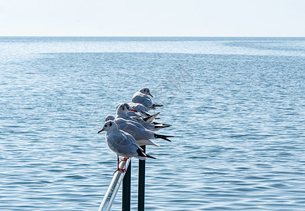 海鸥在金属栅栏上站立自由旅行天空海滩海岸动物邮政蓝色羽毛野生动物图片