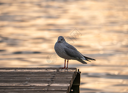 日落时候鸟海鸥站立生活天空动物支撑剪影翅膀海鸟海滨海洋荒野图片