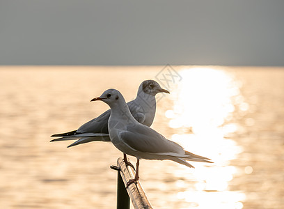 日落时候鸟海鸥站立波纹翅膀动物生活海洋天空太阳宏观野生动物邮政图片