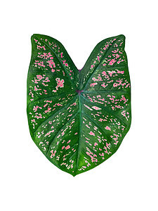 孤立的贝母多色叶绿色和粉红色点与剪拍背景图片